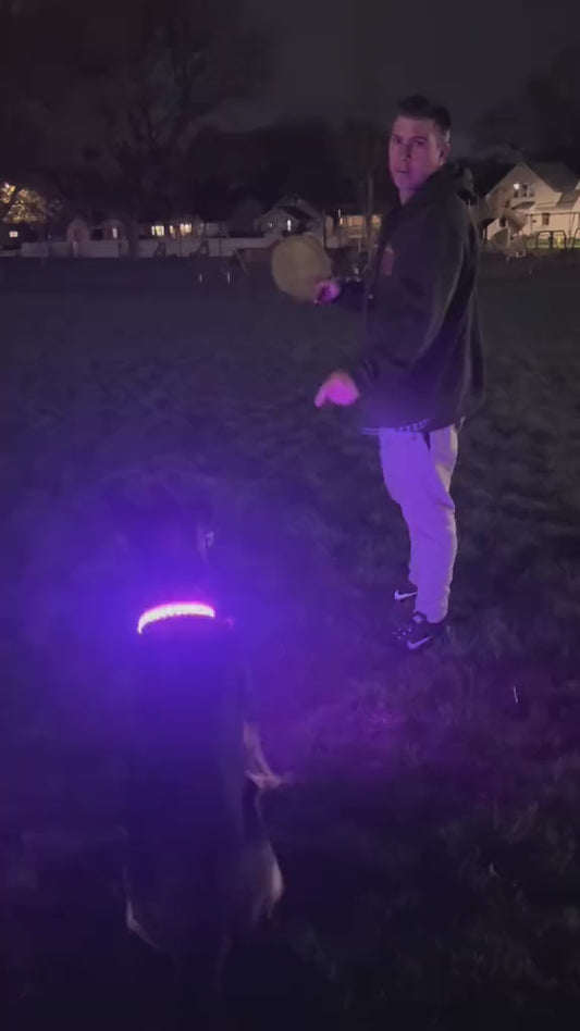 Safety Dog LED Collar